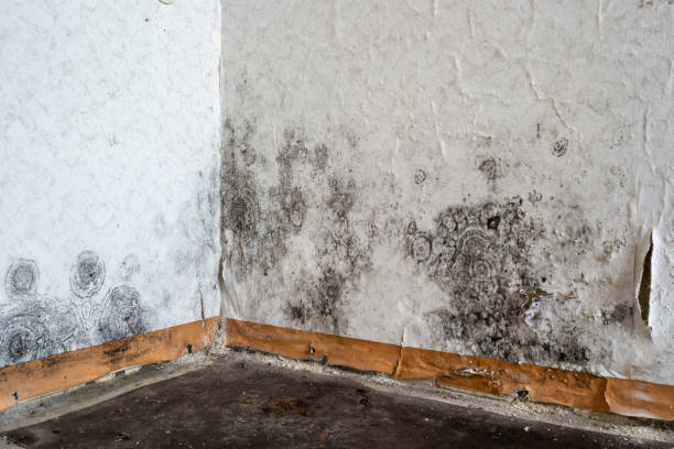 Best Carpet water damage restoration  in Minoa, NY